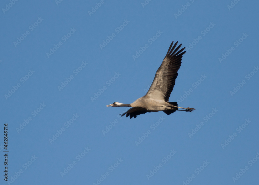 Germany, Common craneÔøΩ(GrusÔøΩgrus)ÔøΩflying against clear blue sky Germany, Common craneÔøΩ(GrusÔøΩgrus)ÔøΩflying against clear blue sky