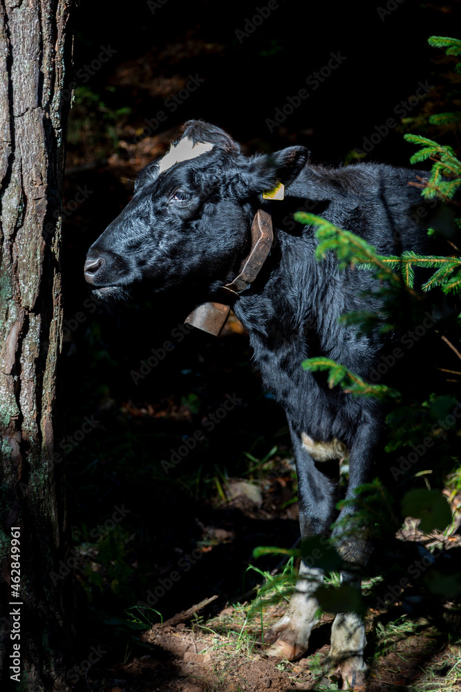 Italy, Ritten, Black cow with bell Italy, Ritten, Black cow with bell