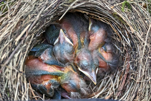 Vier geschlüpfte Küken im Nest einer Amsel ( Turdus merula ) oder Schwarzdrossel. 4 Tage alt.