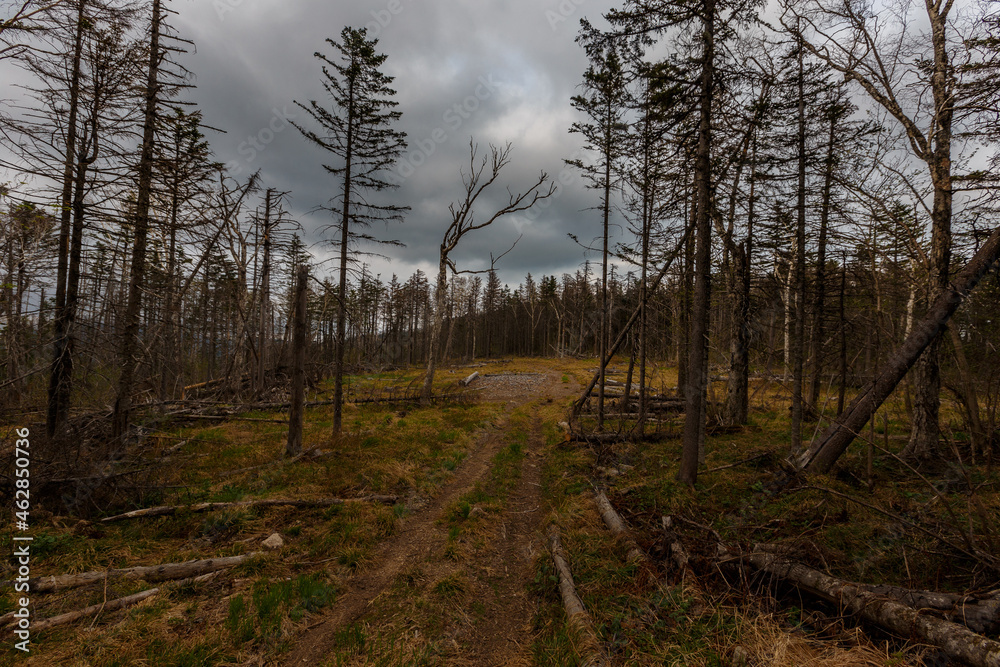 Taiga in the Primorsky region. An old timber road among the destroyed taiga. Old logging site. Dry trees stand on the side of the mountain. Taiga in the Primorsky region. An old timber road among the destroyed taiga. Old logging site. Dry trees stand on the side of the mountain.