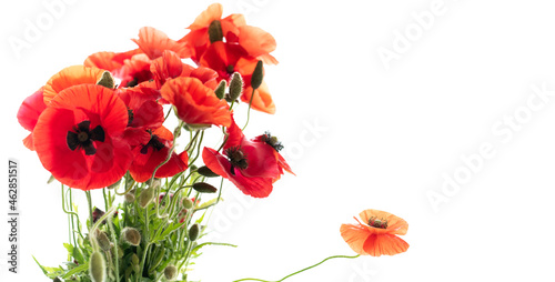 Fototapeta Naklejka Na Ścianę i Meble -  Flowers red poppies or corn poppy, corn rose, field poppy on a white background