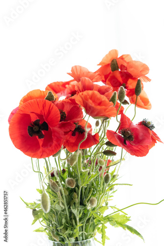 Flowers red poppies or corn poppy  corn rose  field poppy on a white background