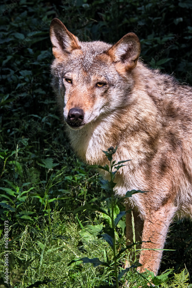 Ein Europäischer Wolf ( Canis lupus ).