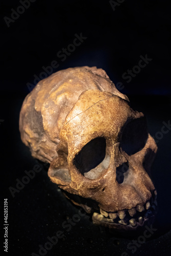 Фотография Australopithecus Africanus Dart is an extinct species of australopithecine which lived from 3