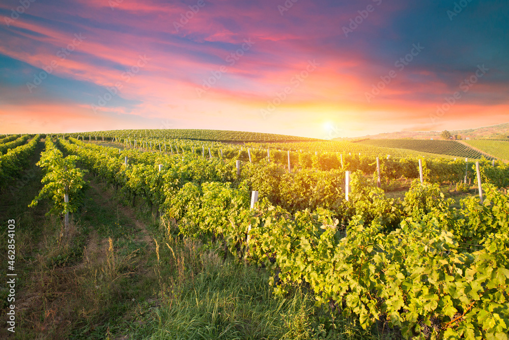 vineyard with ripe grapes in countryside at sunset