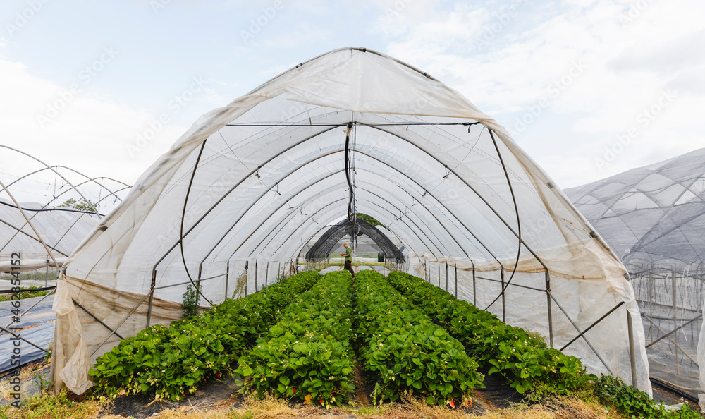 Organic greenhouse cultivation of strawberries, Verona, Italy Organic greenhouse cultivation of strawberries, Verona, Italy