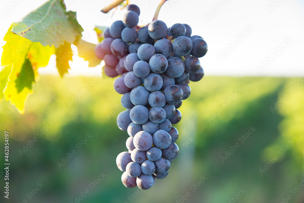vineyard with ripe grapes in countryside at sunset vineyard with ripe grapes in countryside at sunset