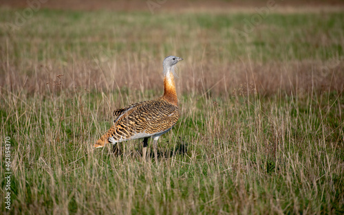 Big bustard on green field