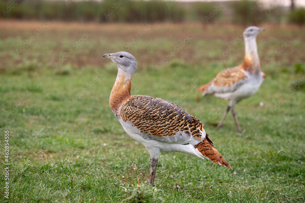 Naklejka premium Big bustard on green field