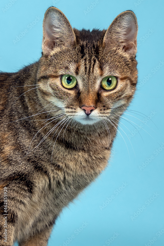 Close up portrait of short hair cat with green eyes looking right to the camera curiously. Tabby color, emotional face expression. Blue background, copy space.