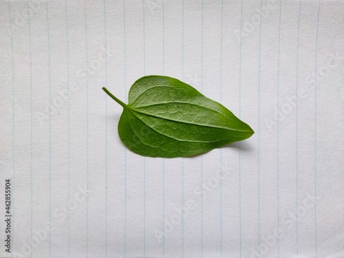 Leaf on paper
