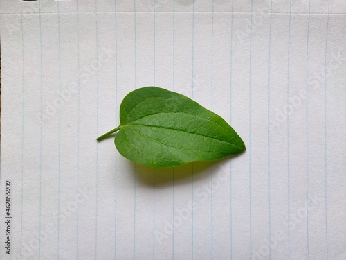 Leaf on paper