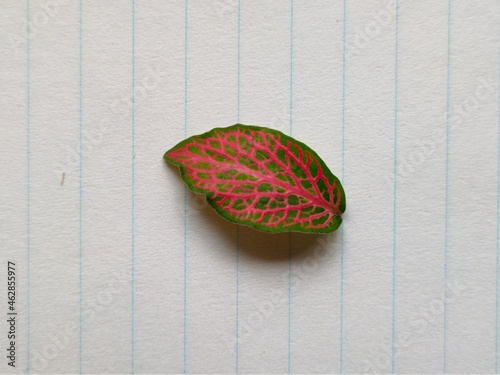Leaf on paper