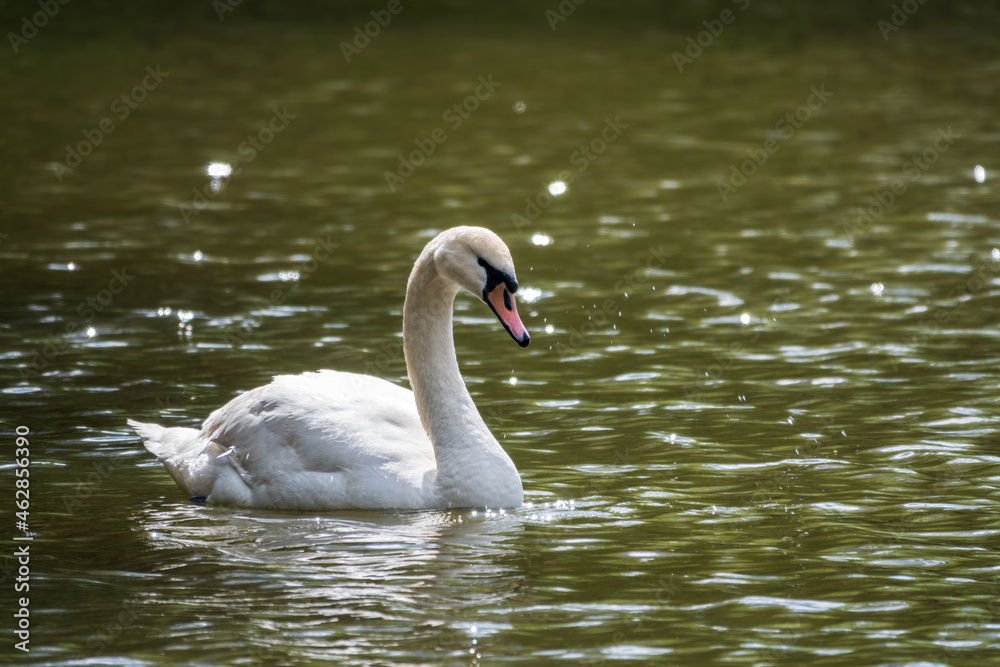 A graceful white swan swimming on a lake with dark green water. The white swan is reflected in the water A graceful white swan swimming on a lake with dark green water. The white swan is reflected in the water