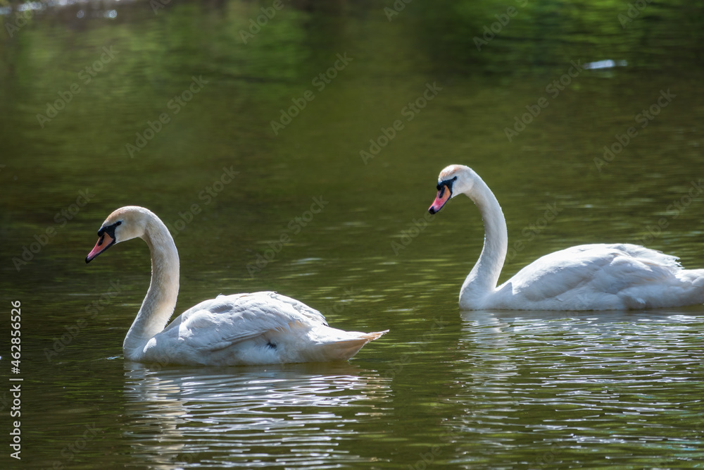 Two graceful white swans swim in the dark water. Two graceful white swans swim in the dark water.
