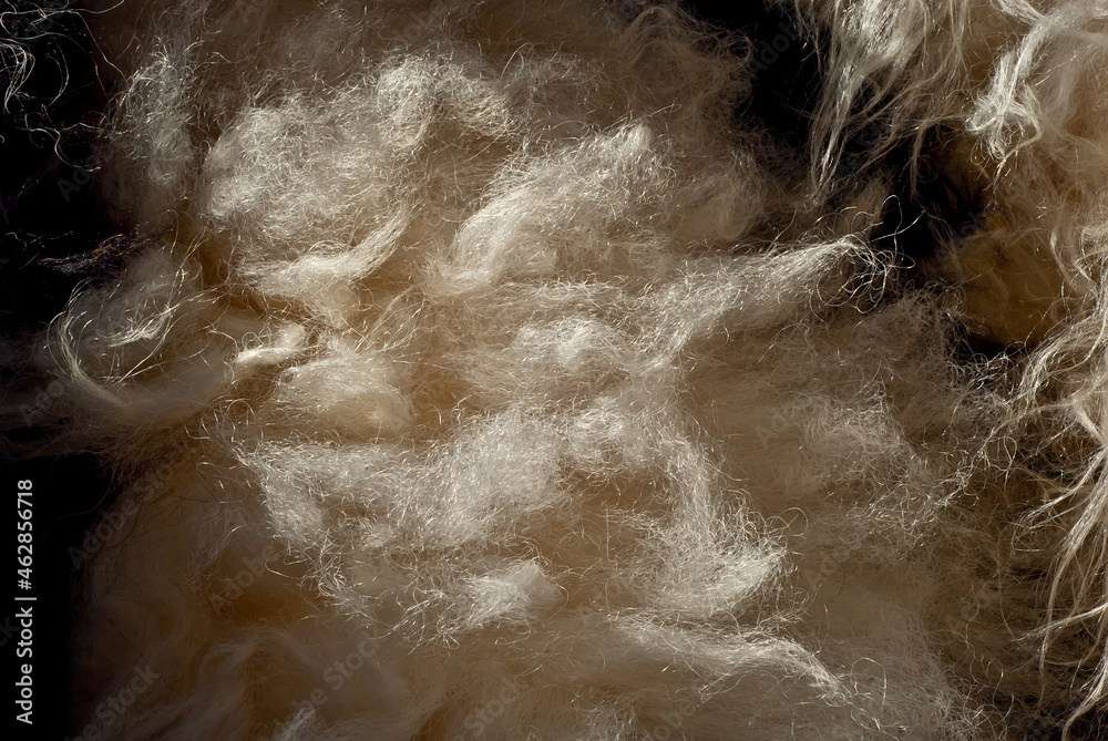 Obraz premium Sheep wool fabric texture. White wool close up.