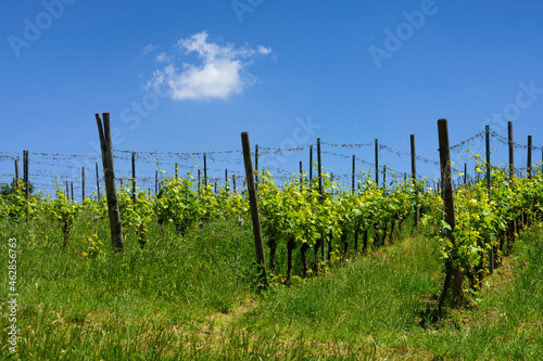 Rural landscape near Sala Baganza and Fornovo, Parma, at springtime