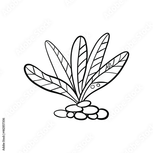doodle seaweed isolated on white background. Black outlines hand drawn style. Underwater nature. Vector illustration.