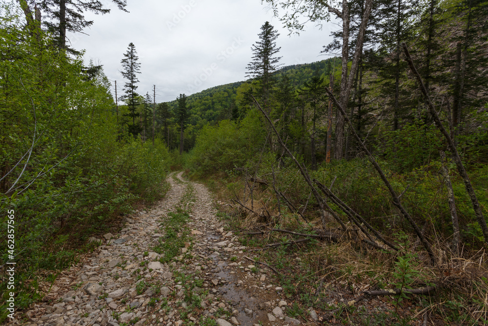 Forest Road. Bad forest road in the Russian taiga. An old timber road in the taiga. Forest Road. Bad forest road in the Russian taiga. An old timber road in the taiga.