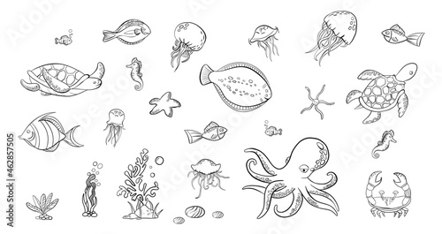 Big set of hand drawn doodle tropical fishes. Black outlines seaworld . Turtle, octopus, jelly fishes, starfish