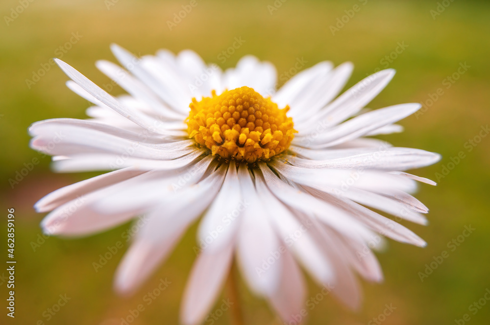 cream white daisy bloom in the morning light cream white daisy bloom in the morning light