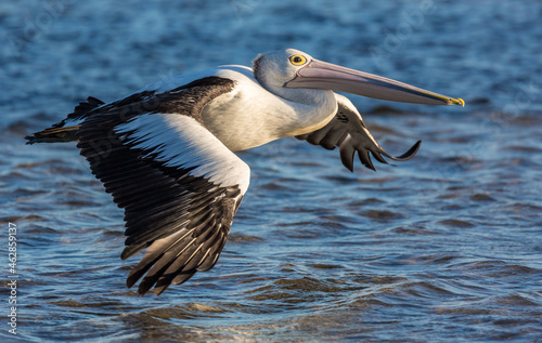 Pelican in-flight, Swan River, Perth Western Australia.