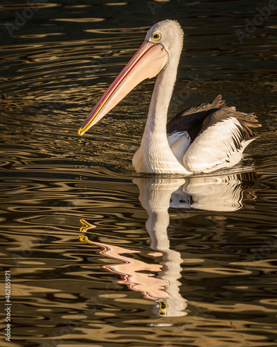 Pelican reflections in the early morning light, Swan River, Perth Western Australia.