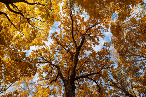 crowns of oak and maple trees against the blue sky in autumn