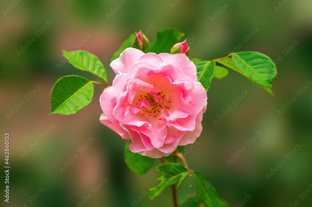 cream pink rose blossom in the morning light cream pink rose blossom in the morning light