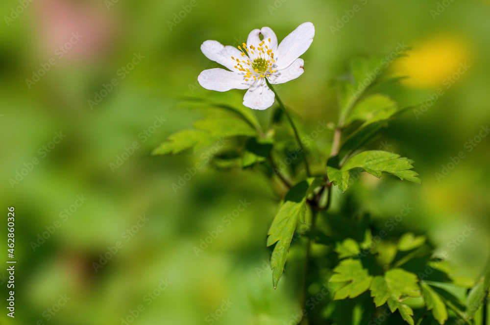 delicate white wood anemone flowers in a forest delicate white wood anemone flowers in a forest