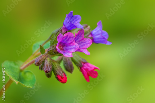 vigorous purple lungwort flowers in the morning light