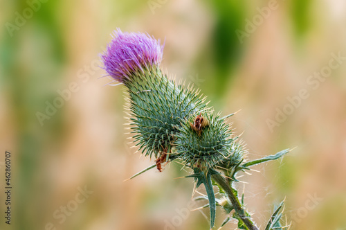 thistle blossom in the morning light