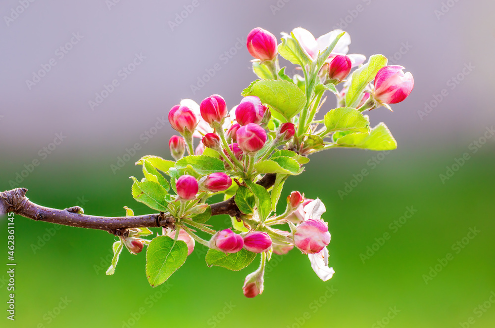 Fototapeta premium delicate apple blossom blooms on a branch