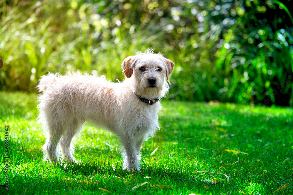 White jack Russell terrier in full growth on a nature background on a sunny day White jack Russell terrier in full growth on a nature background on a sunny day