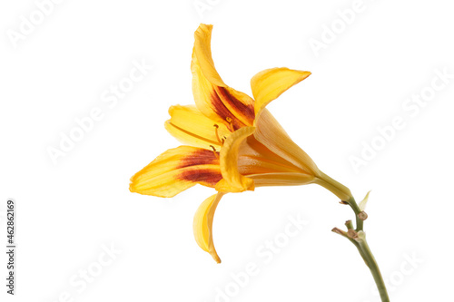 Yellow-orange daylily flower isolated on white background. photo
