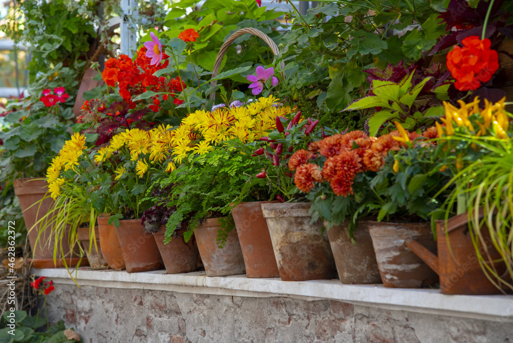Various blooming autumn plants in ceramic pots stand in a row on a shelf.