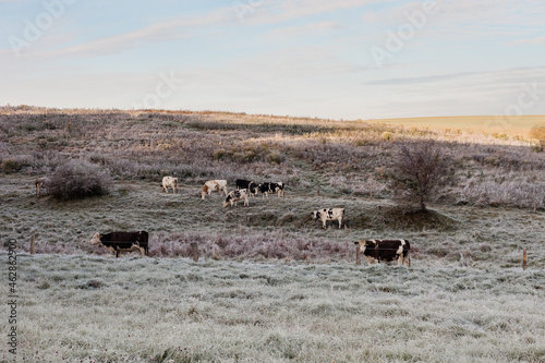 stado krów pasące się na łące w zimny mroźny poranek, wiejski krajobraz z krowami  © Ianu Arius