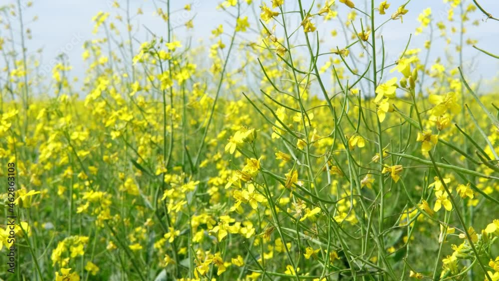 Blooming rapeseed field sway in the wind on sky background close-up. Slow Motion Blooming rapeseed field sway in the wind on sky background close-up. Slow Motion