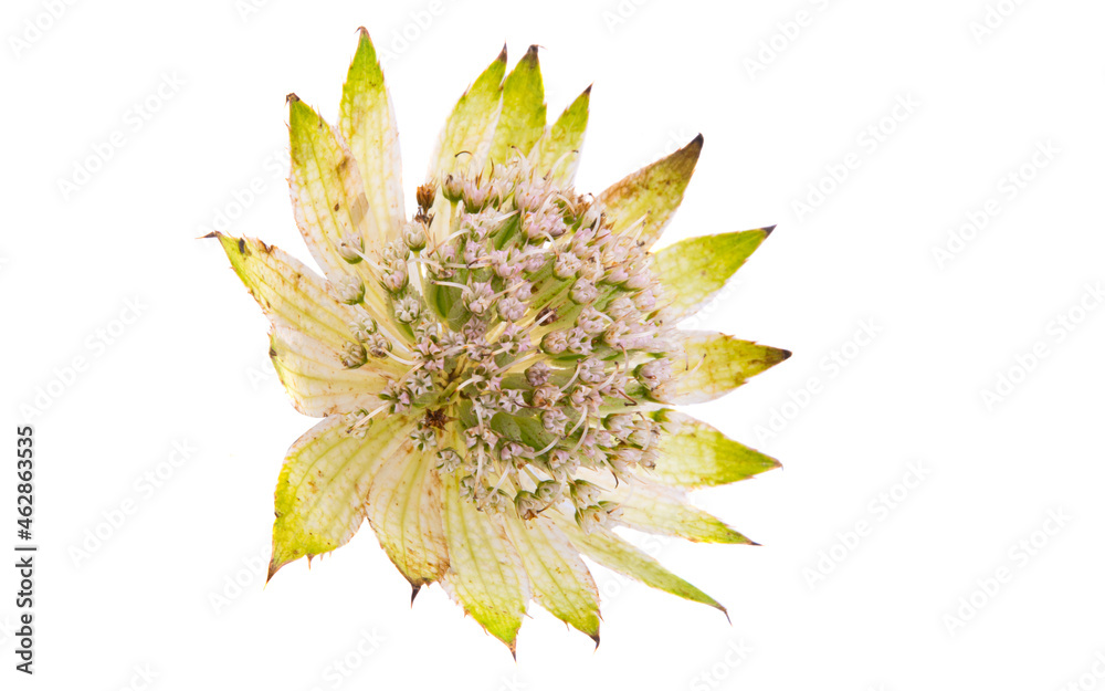 astrantia flower isolated astrantia flower isolated