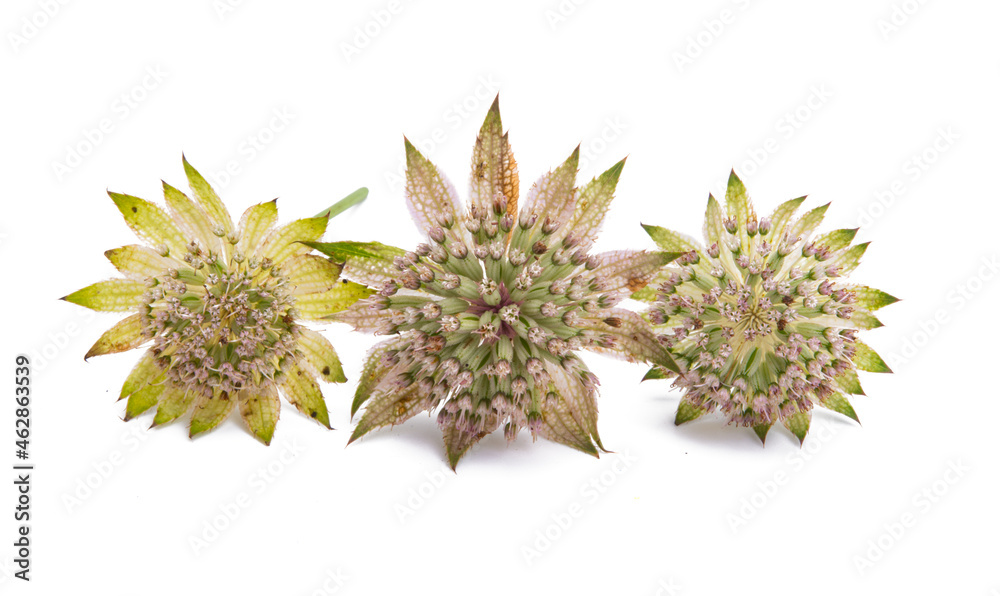 astrantia flower isolated astrantia flower isolated