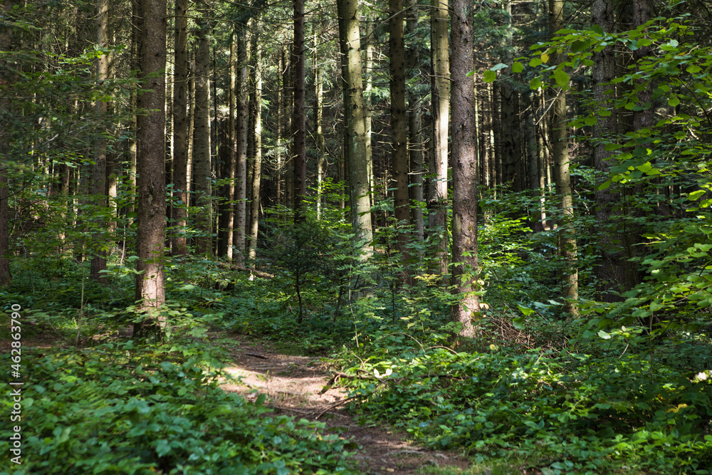 Summer forest landscape in sunny weather - trees and narrow path lit by soft sunlight. Summer forest landscape in sunny weather - trees and narrow path lit by soft sunlight.