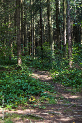 Summer forest landscape in sunny weather - trees and narrow path lit by soft sunlight.