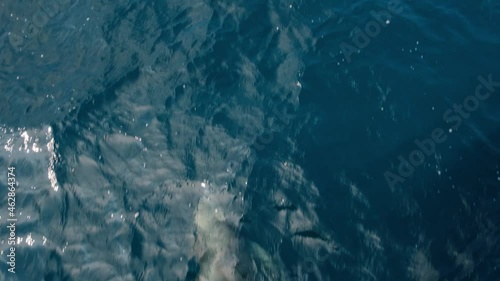 Common bottlenose dolphin swimming under the seafloor, slowmotion
