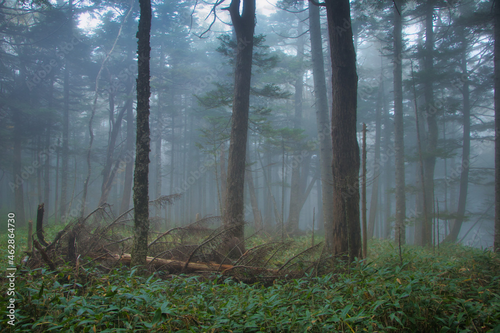 Japan Nagano Yatsugatake forest and moss and fog