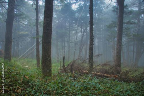 Japan Nagano Yatsugatake forest and moss and fog © 大智 安原