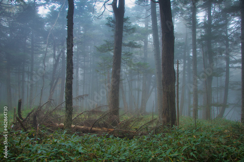 Japan Nagano Yatsugatake forest and moss and fog © 大智 安原