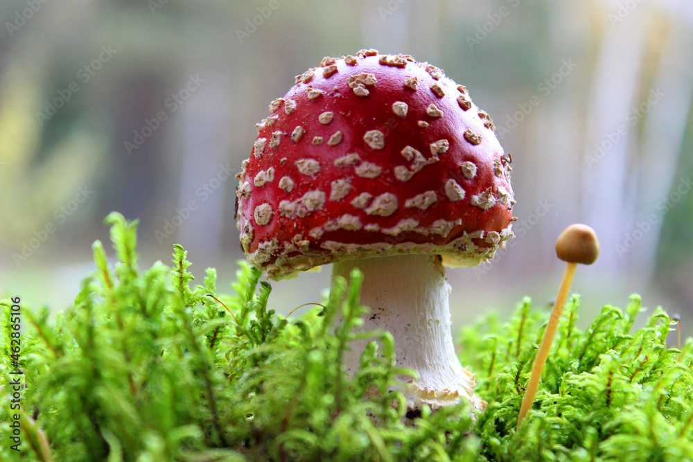 red fly agaric toadstool and green moss. Face forward. Fall or fall. Close up. Horizontally. Place for a copy. Selective focus red fly agaric toadstool and green moss. Face forward. Fall or fall. Close up. Horizontally. Place for a copy. Selective focus