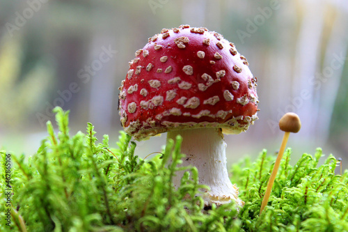 red fly agaric toadstool and green moss. Face forward. Fall or fall. Close up. Horizontally. Place for a copy. Selective focus