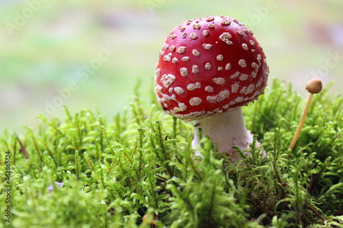 Close-up of poisonous young Fly agaric mushroom in the sunny autumn forest. selective focus