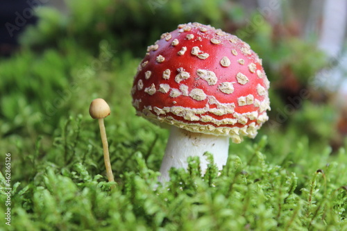 red fly agaric toadstool and green moss. Face forward. Fall or fall. Close up. Horizontally. Place for a copy. Selective focus